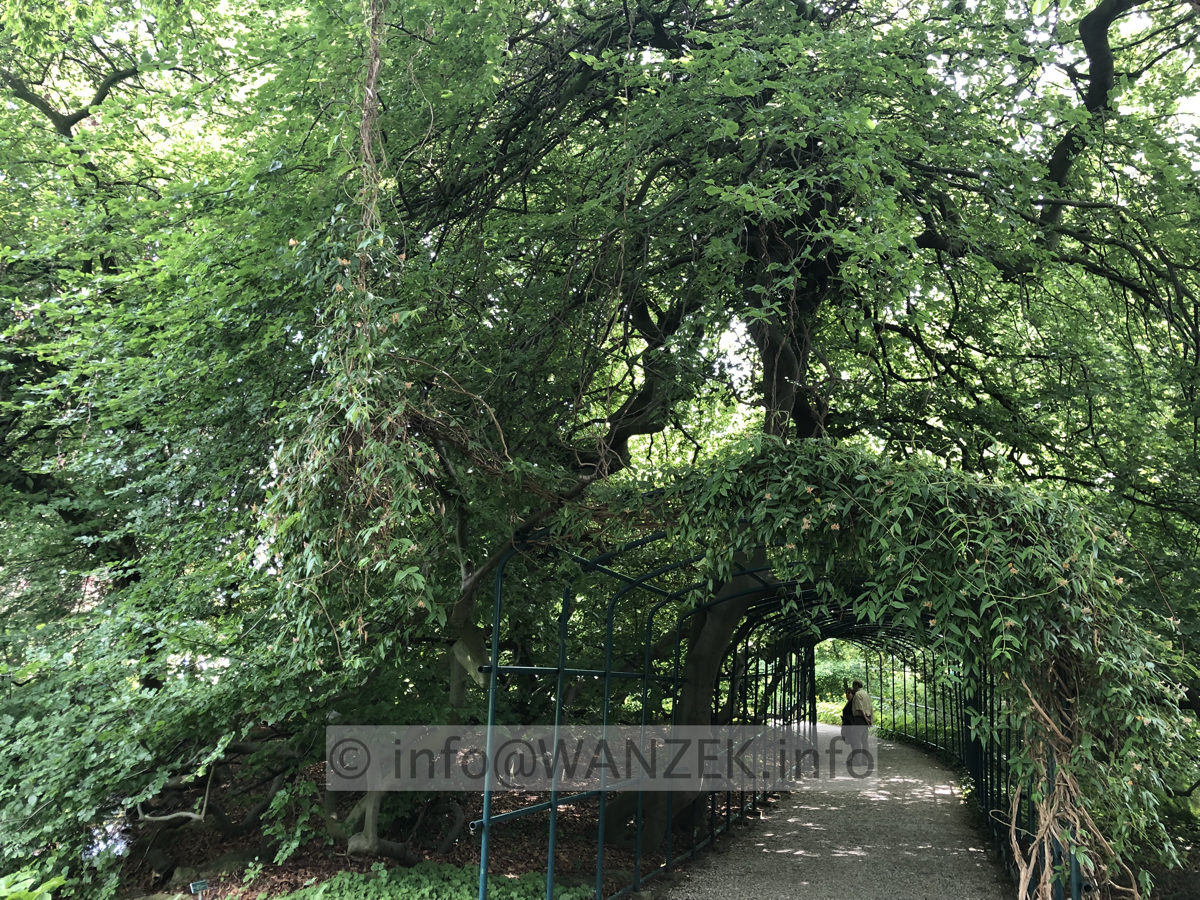 Fagus sylvatica Tortuosa (Suentelensis) - Berggarten 02.JPG